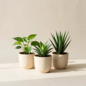 Little Leaf Starter Set